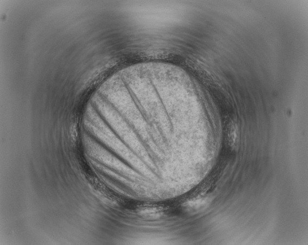 X0000088450746200706121438