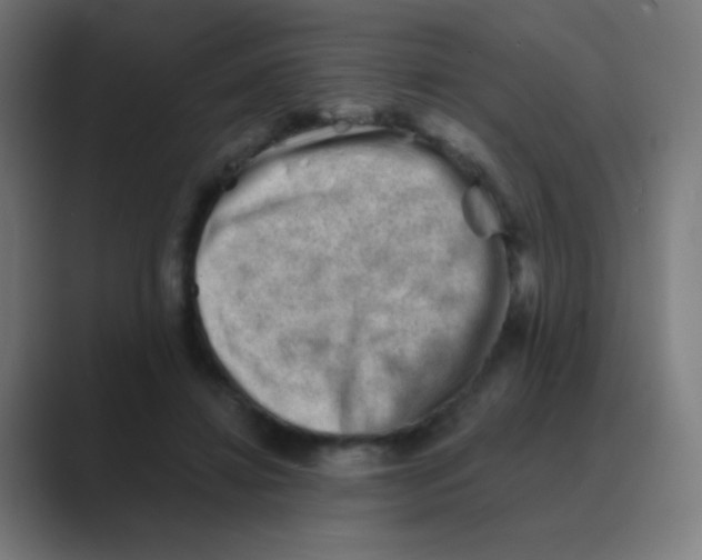 X0000088450452200706191314