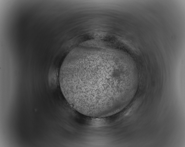 X0000088460240200705291536