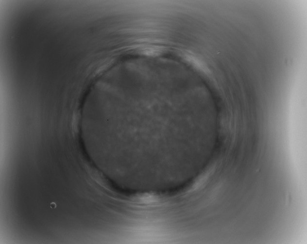 X0000088460325200706051329