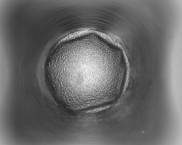 X0000088460337200706051328