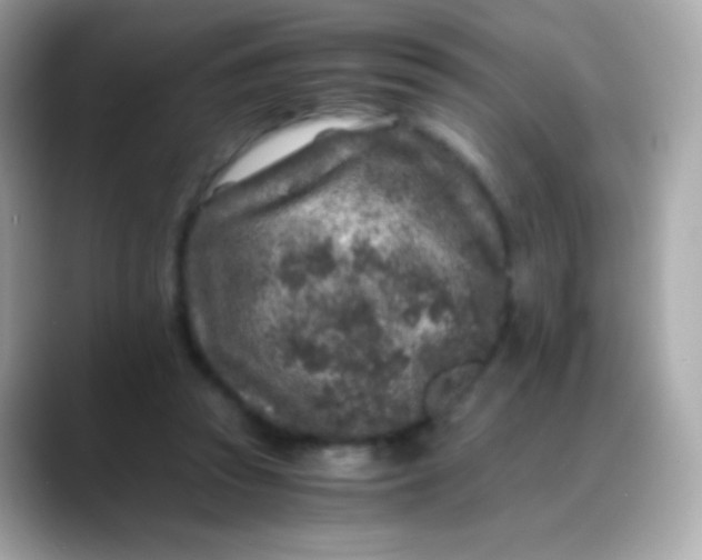 X0000088460353200706051328