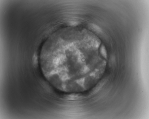 X0000088460366200706051328