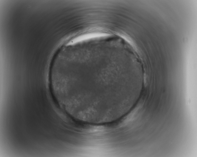 X0000088460438200706051327