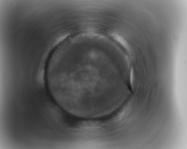 X0000088460627200706051325