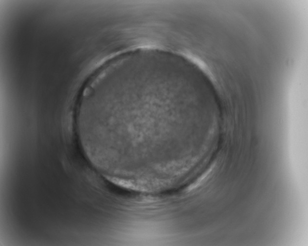 X0000088461263200706051318