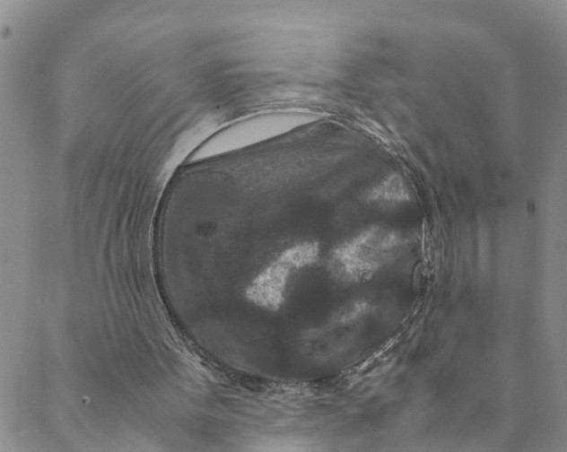 X0000088460099200706121514