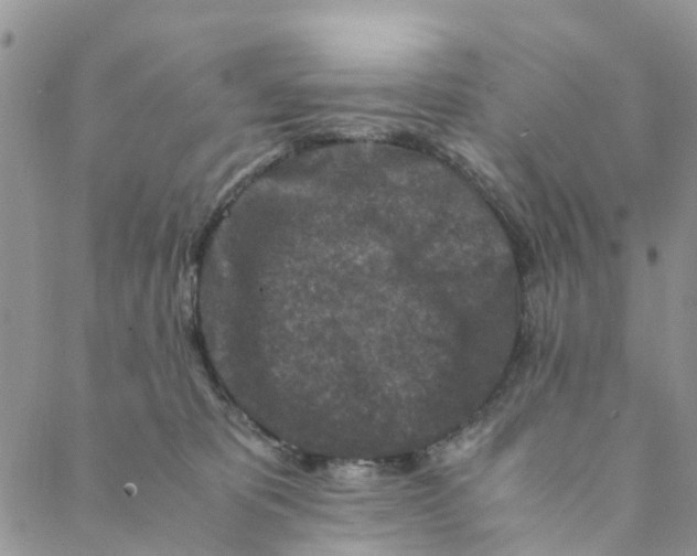 X0000088460325200706121511