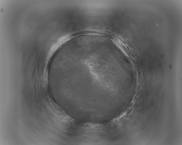 X0000088460343200706121510