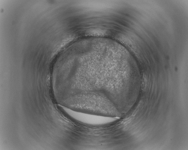 X0000088460355200706121510