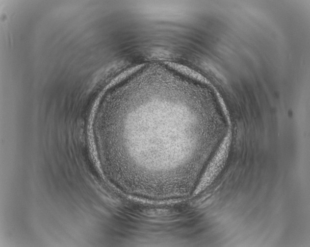 X0000088460361200706121510