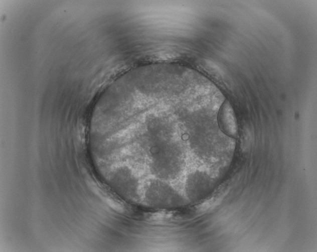 X0000088460366200706121510