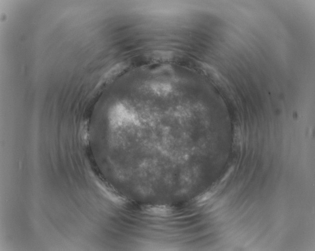 X0000088460383200706121510