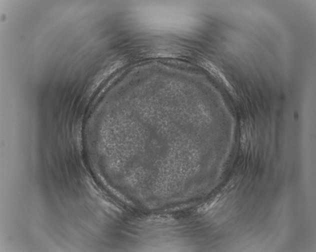 X0000088460386200706121510