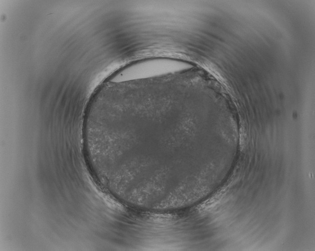 X0000088460438200706121508