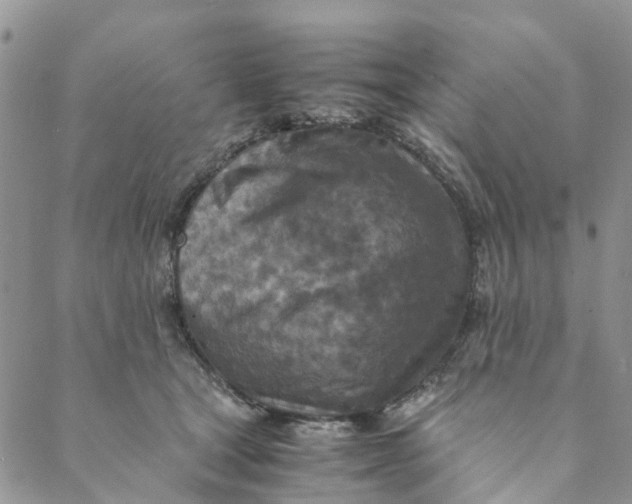 X0000088460465200706121509