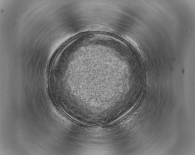 X0000088461120200706121457