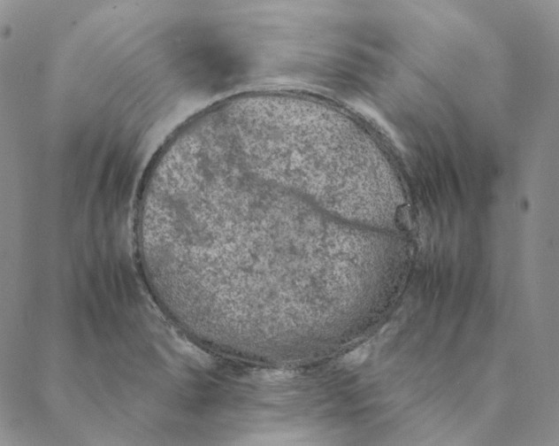 X0000088461278200706121455