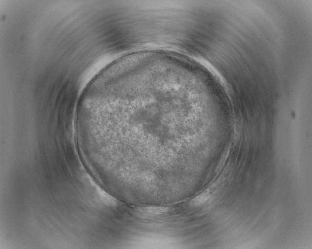 X0000088461294200706121455