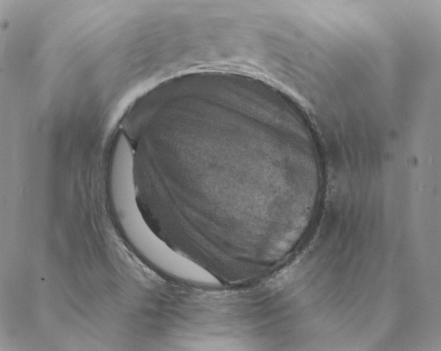 X0000088461506200706121451