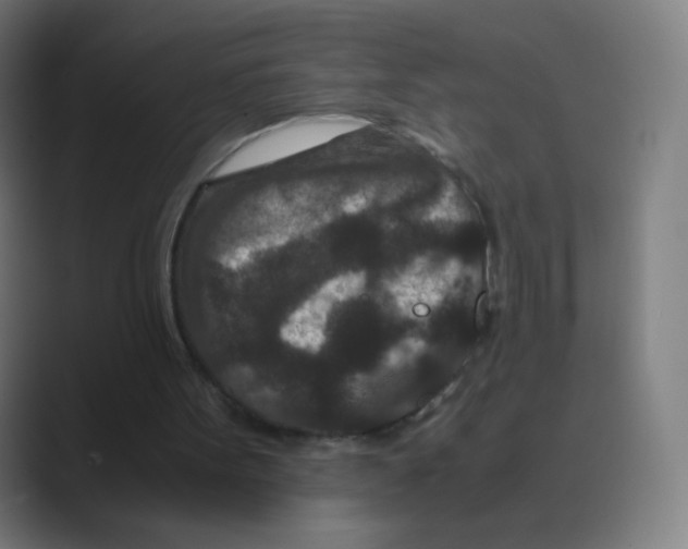 X0000088460099200706191336