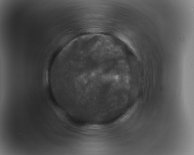 X0000088460205200706191335