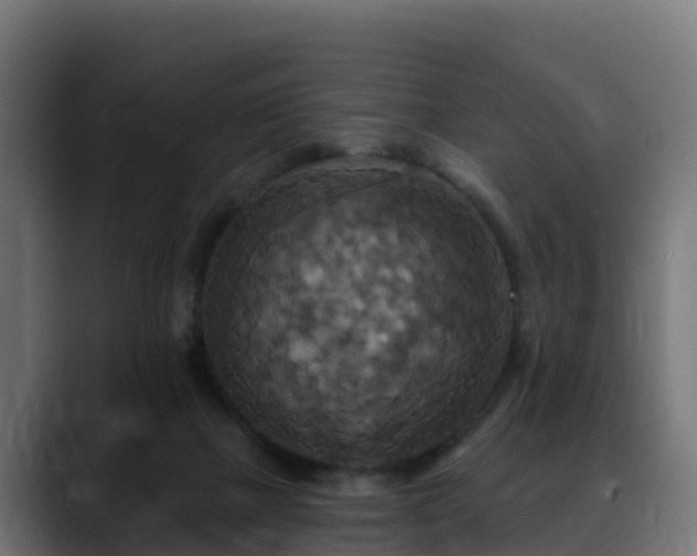 X0000088470073200705291556