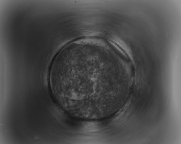 X0000088470107200705291556