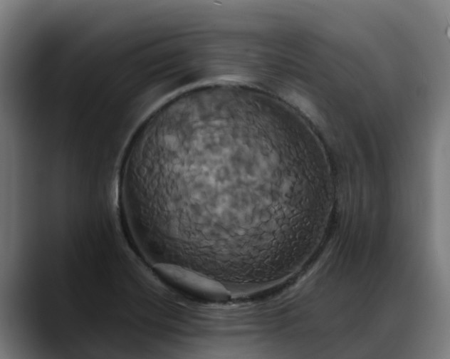 X0000088471420200705291540