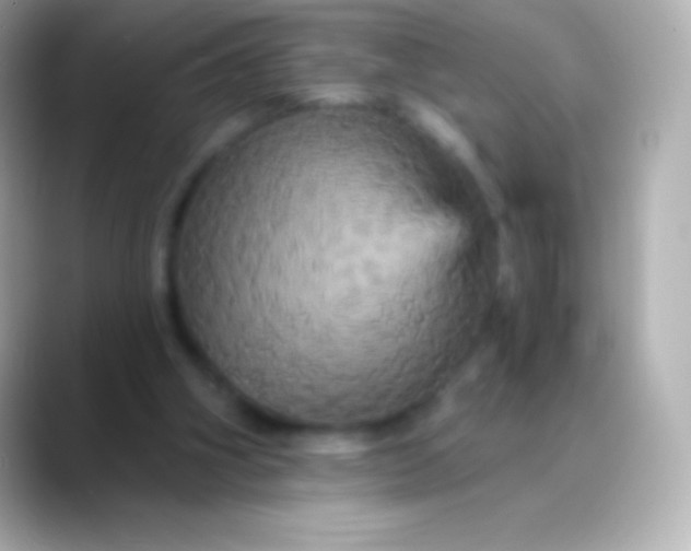 X0000088470106200706051349