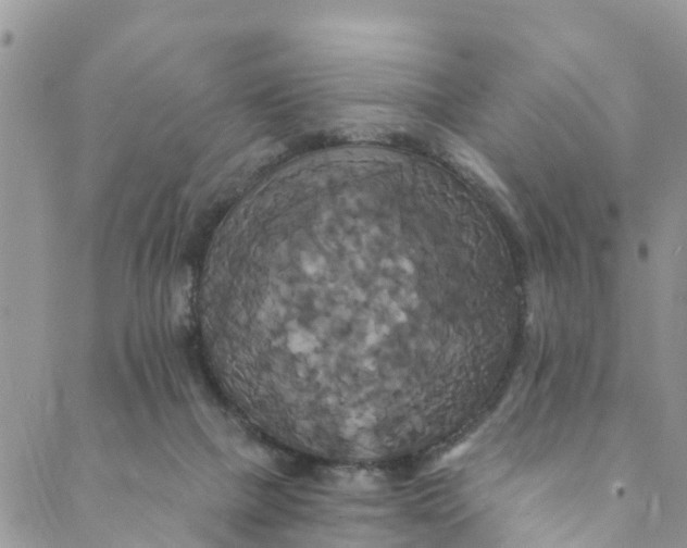 X0000088470073200706121540