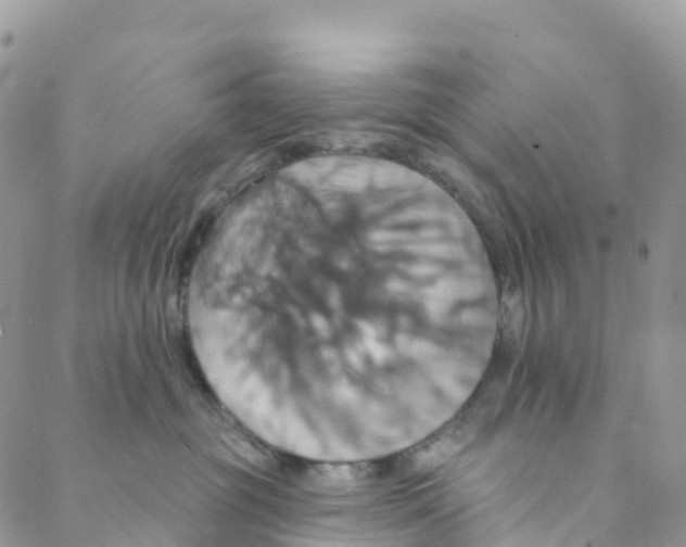 X0000088470381200706121535