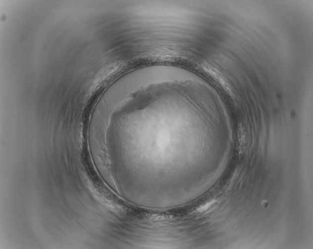 X0000088470494200706121533