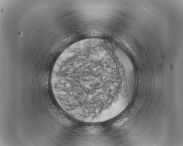 X0000088470545200706121532