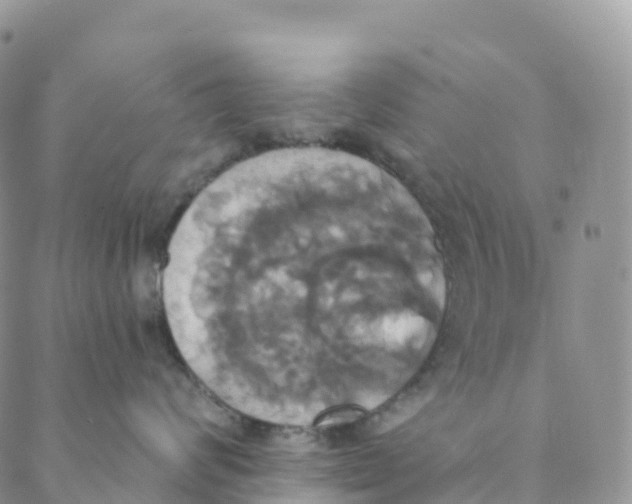 X0000088470624200706121531