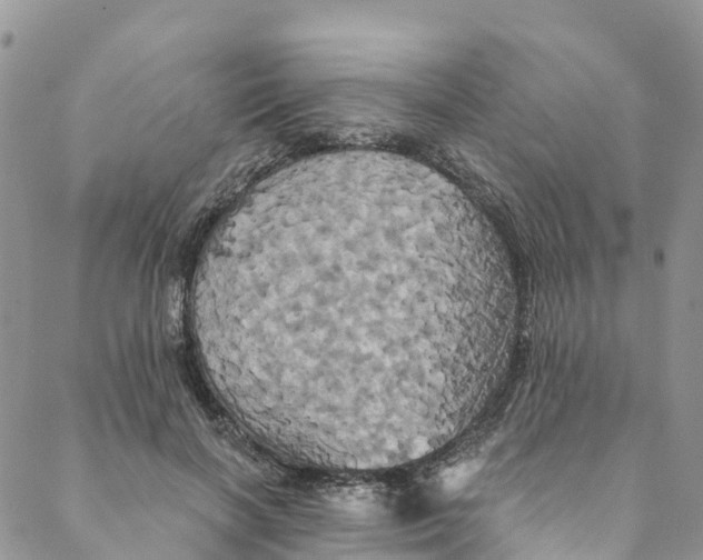 X0000088470646200706121530