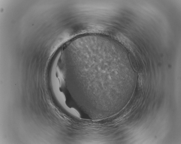 X0000088470676200706121530