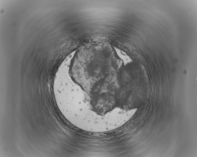 X0000088470703200706121529