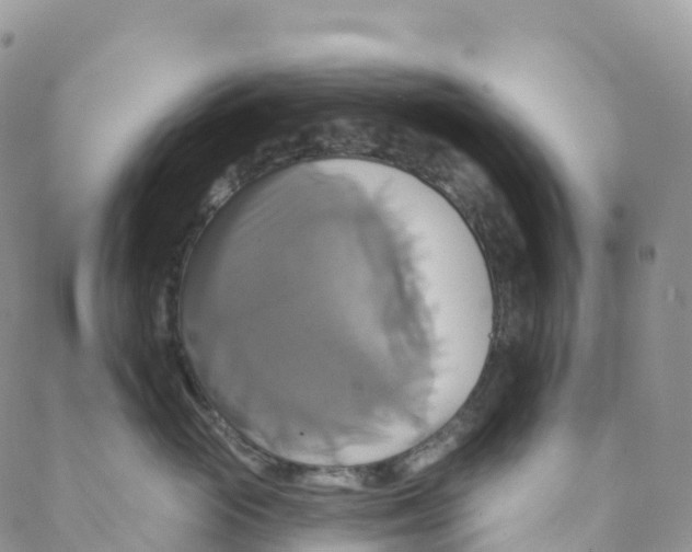 X0000088470765200706121529