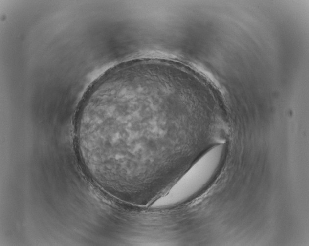 X0000088471264200706121520