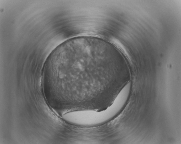 X0000088471284200706121520