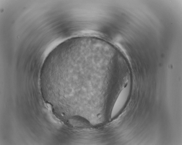 X0000088471336200706121520