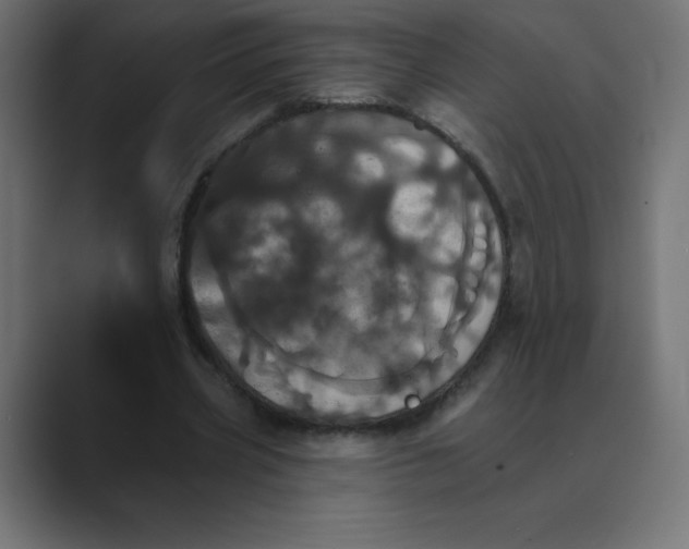 X0000088470533200706191350