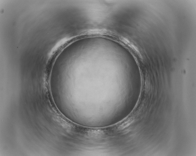 X0000088481454200705221405