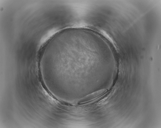 X0000088481456200705221405
