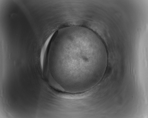 X0000088480017200705291636