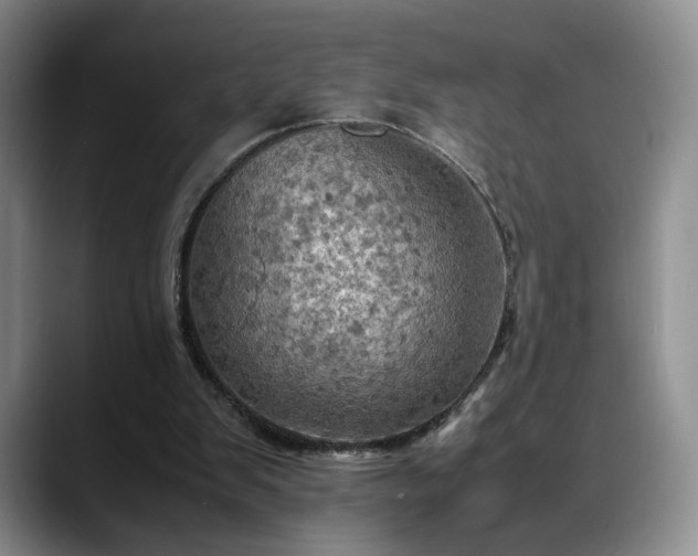X0000088480103200705291635