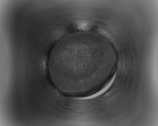 X0000088480424200705291631