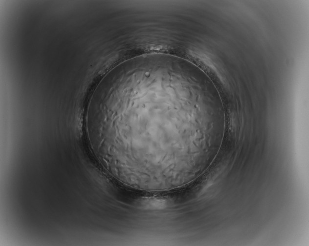 X0000088480545200705291629
