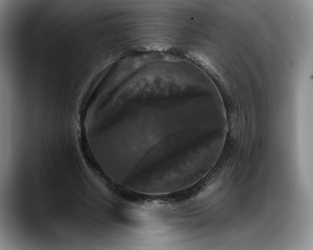 X0000088480634200705291628